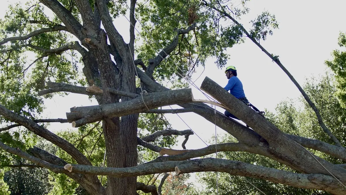 Professional Crown Thinning performed by certified arborists in Sabetha